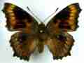 Nymphalis polychloros (aberrant 2) (Internet Image property of respective owner, non-commercial use only)